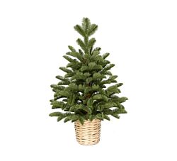 Lemon Novogodišnja Jelka u saksiji - Zelena 60 cm